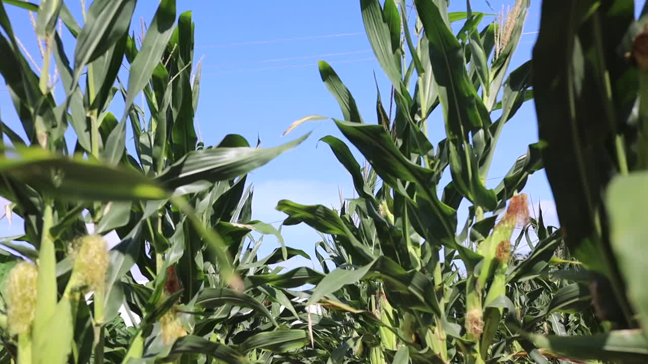 Corn plant in a Agriculture field very healthy and pest free