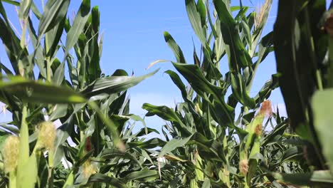 corn plant in a agriculture field very healthy and pest free