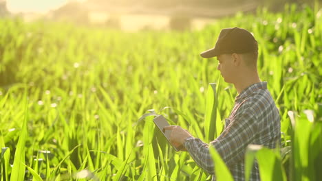 Ein-Männlicher-Bauer-Mit-Einem-Tablet-Bei-Sonnenuntergang-In-Einem-Maisfeld-Untersucht-Die-Pflanzen-Und-Nutzt-Die-Anwendung,-Um-Daten-über-Die-Erfolgreiche-Ernte-Zu-Steuern-Und-Zu-Analysieren.