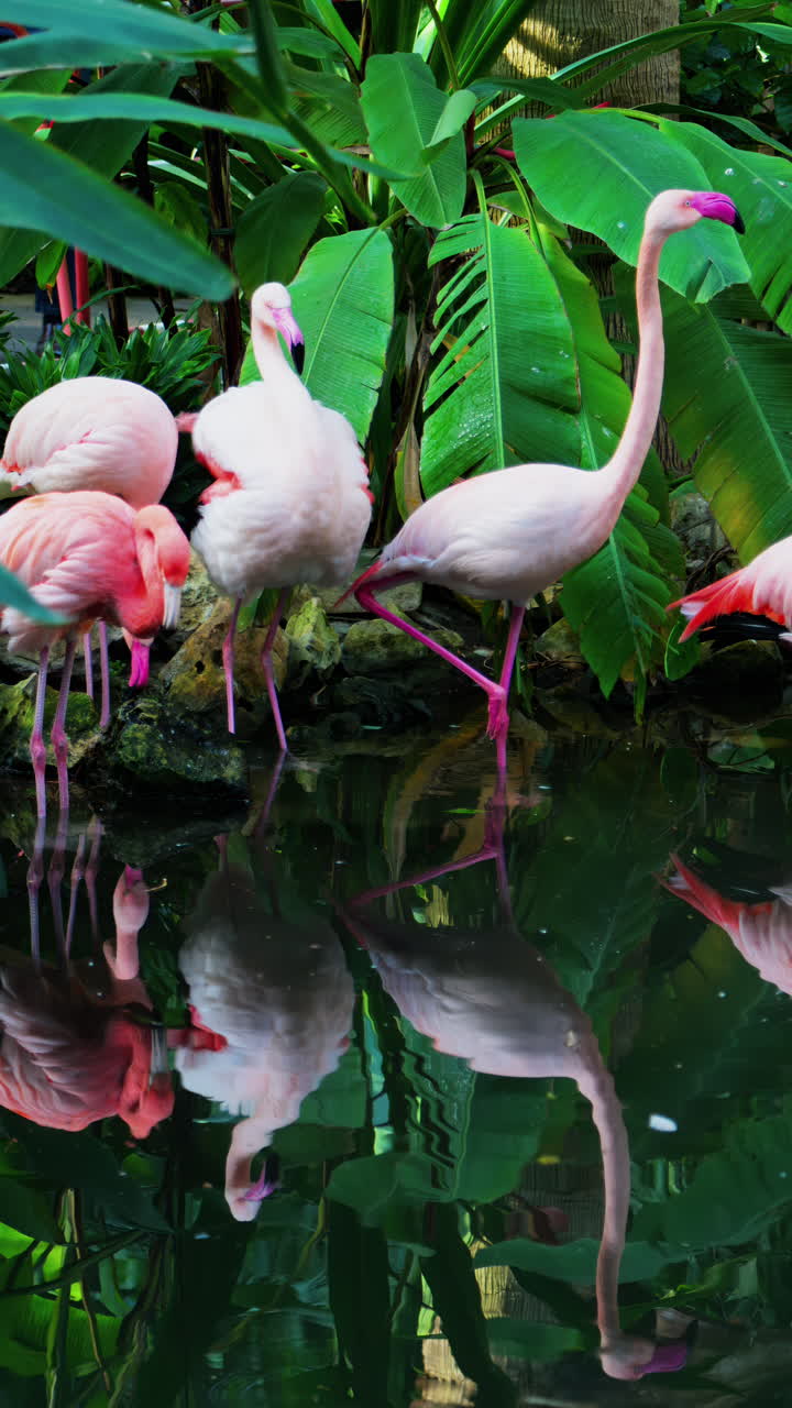 Close up of beautiful, pink flamingos standing in water at a zoo