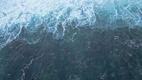 Drone-shot-panning-over-Sea-Lions-surfing-and-playing-and-jumping-in-waves-during-King-Tide-in-La-Jolla,-California