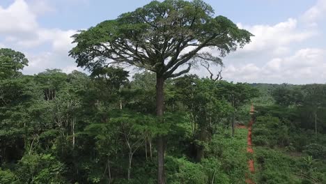 Ascending-in-a-green-forest-as-a-tall-tree-is-in-the-forefront