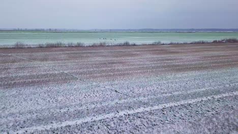 Aerial-birdseye-view-of-distant-European-roe-deer-group-running-on-the-snow-covered-green-agricultural-field,-overcast-winter-day,-wide-angle-drone-shot-moving-forward-fast