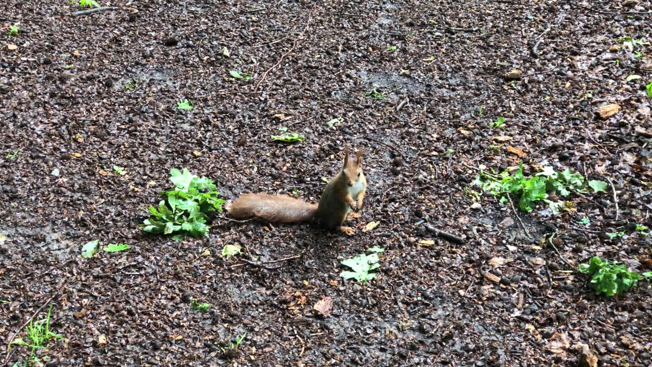 땅에 너트를 먹는 다람쥐