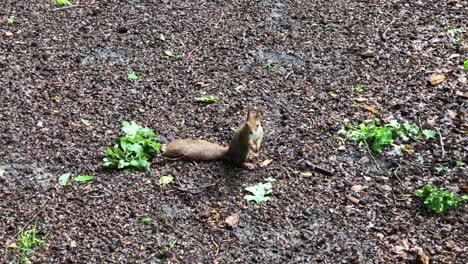 Ardilla-Comiendo-Nuez-En-El-Suelo