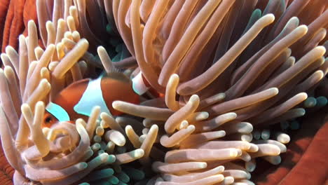 Two-False-Anemone-Clownfish-hidden-between-the-tentacles-of-a-orange-Magnificent-Anemone