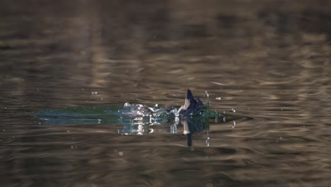 Fulica-Leucoptera-bird-diving-underwater-and-hunting-fish-in-lake,close-up