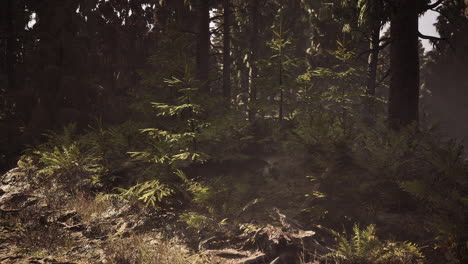 lush green forest in norway with sun filtering through the trees