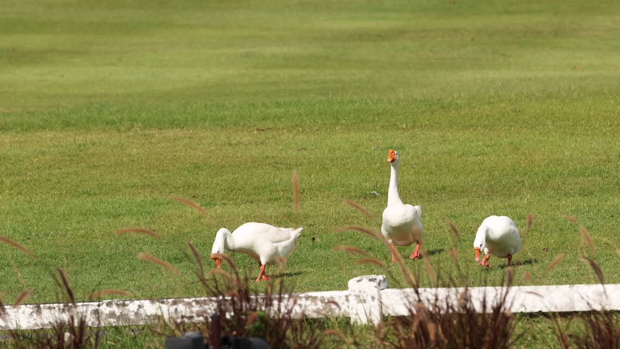 잔디 위에서 줄지어 는 거위.