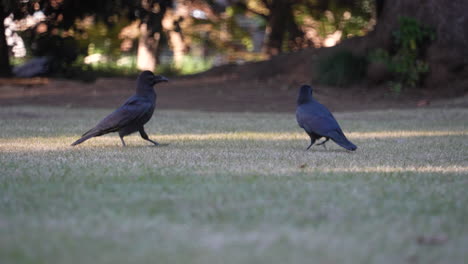 Dschungelkrähe,-Die-Auf-Grasbewachsenem-Park-In-Tokio,-Japan,-Nahrung-Sucht