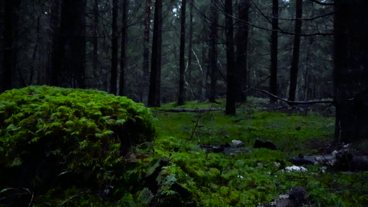 bosque oscuro con musgo