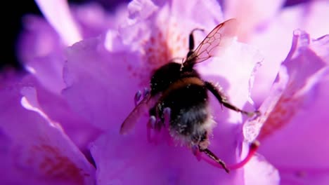 abejorro alimentándose de flores en el jardín botánico