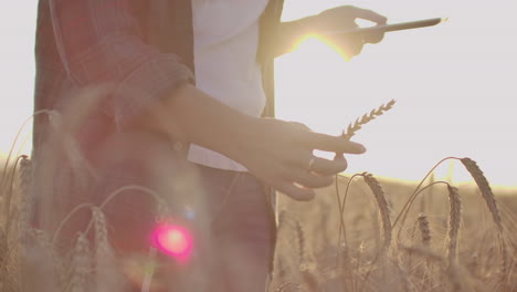 Joven-Agricultora-Con-Camisa-A-Cuadros-En-Campo-De-Trigo-Al-Fondo-Del-Atardecer.-La-Niña-Usa-Una-Tableta-Para-Cosechar.