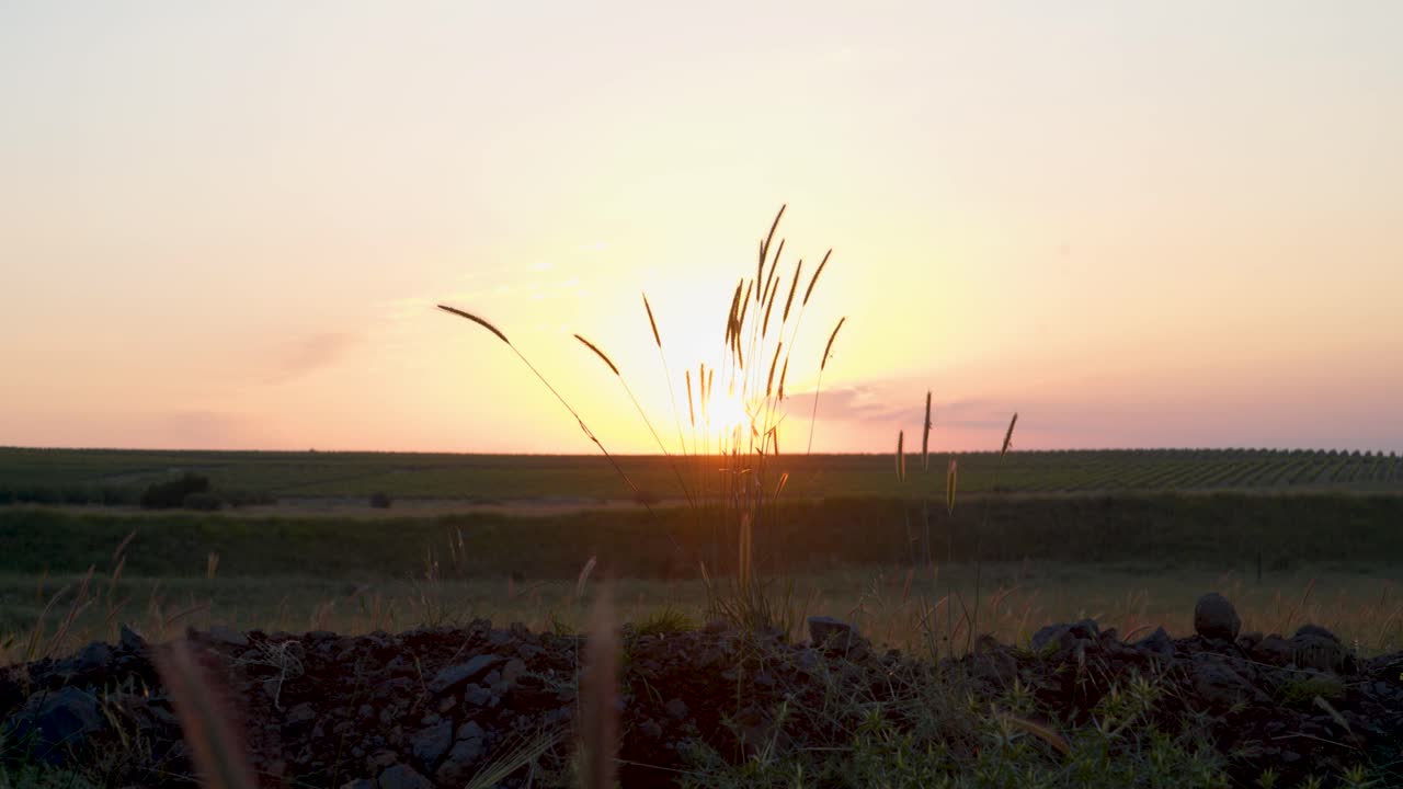 백그라운드에서 해가 지는 바람에 풀이 부는
