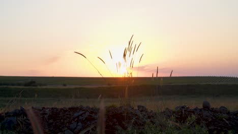 hierba que sopla en el viento con el sol poniéndose en el fondo