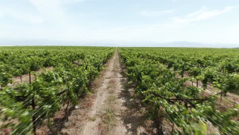 Low-altitude-aerial-right-above-the-row-of-vines-in-a-huge-vineyard-in-California,-USA