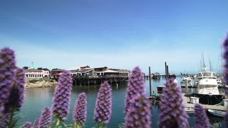 Lupine-purple-flowers-at-Monterey,-California-near-the-pacific-ocean,-Handheld-shot,-slow-motion