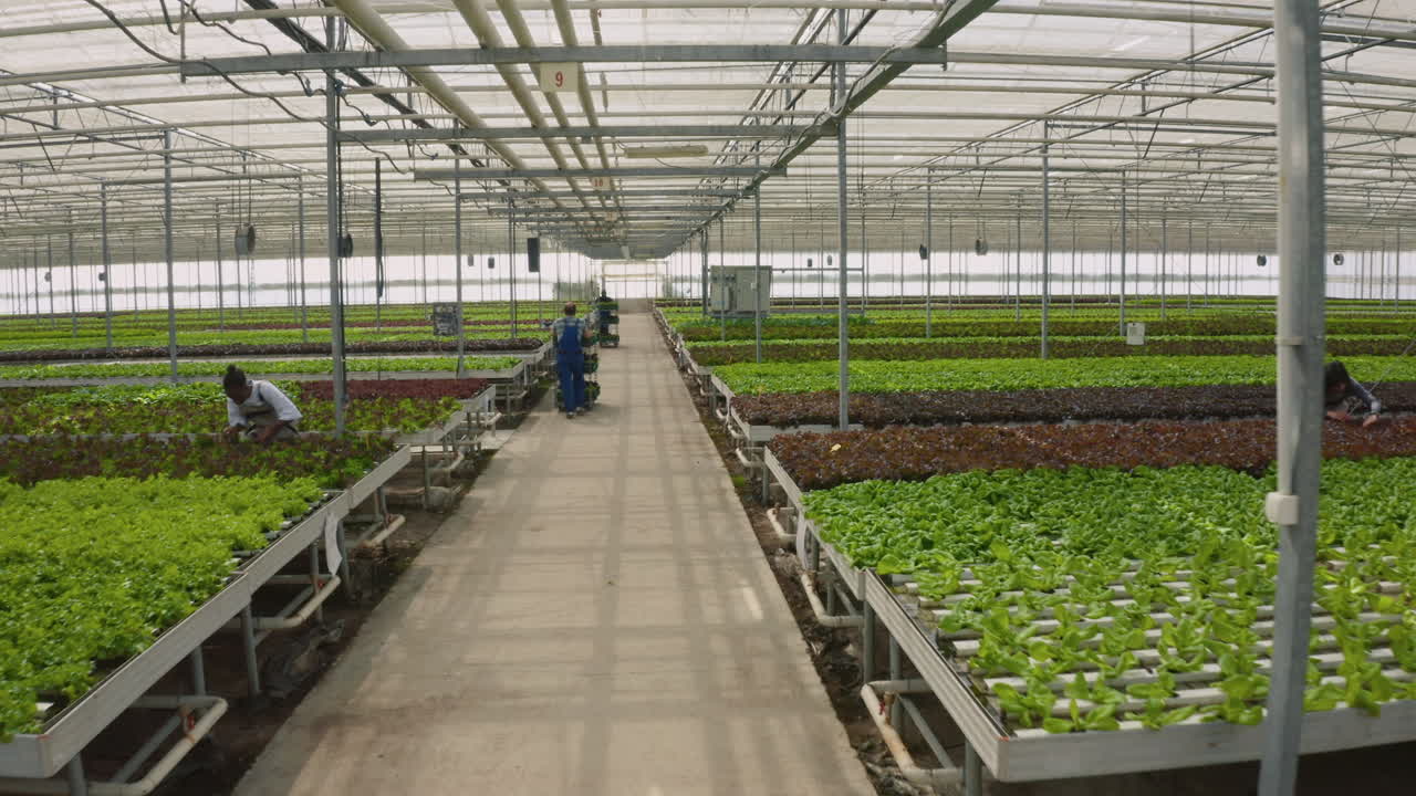 Inside a Large Commercial Greenhouse