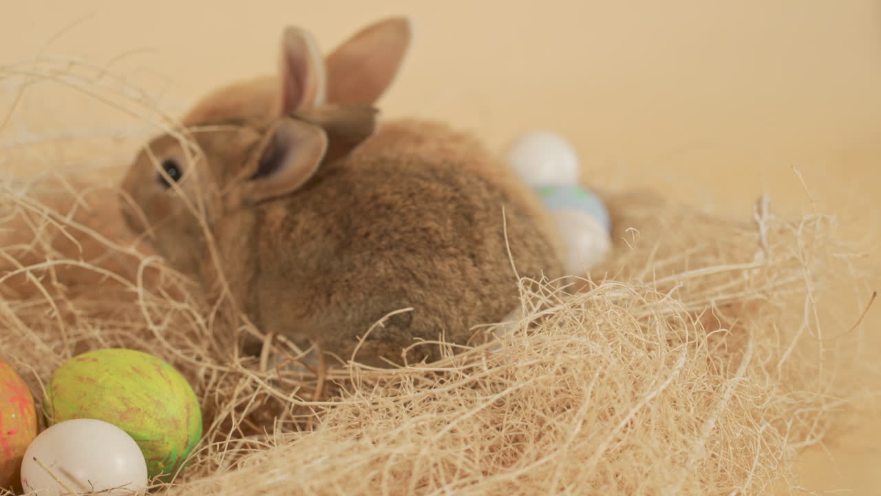 conejitos hermanitos saltando alrededor del nido de huevos de pascua de heno - primer plano a nivel de los ojos
