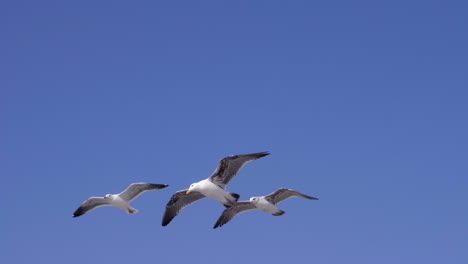 Seagull-flying-before-Sunset-in-Santa-Monica-Beach,-LA,-CA