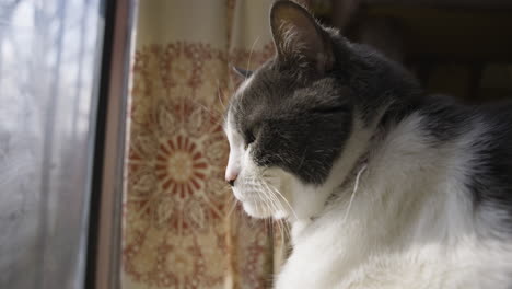 el gato se mueve y traga mientras parpadea los ojos mirando hacia afuera por la ventana de la casa