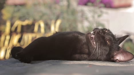 cámara lenta, cerca de un gato negro tirado bajo el sol en el pavimento de la calle de la ciudad