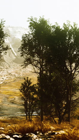 mountain landscape with trees and grass