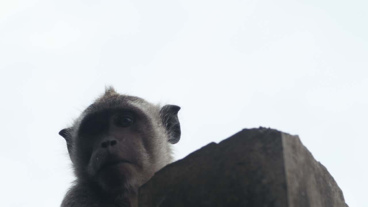 Silhouette of monkey against sky in Indonesia, slow motion
