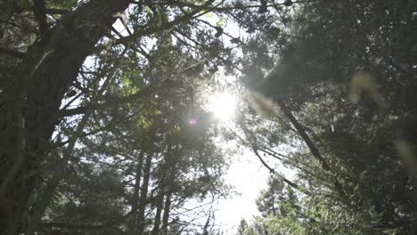 Cambiando-El-Enfoque-Del-Tallo-De-Una-Planta-De-Hierba-En-El-Suelo-Al-ángulo-Bajo-De-Los-árboles-Del-Bosque