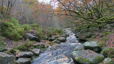 un bosque de invierno tranquilo con un arroyo lento, robles dorados y hojas caídas, que ofrece una escena pacífica y relajante