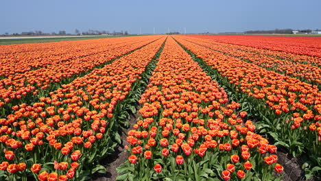 tulip fields in holland, dollyshot right to left, over red tulips, netherlands