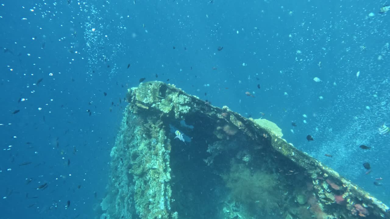 Underwater Shipwreck Teeming with Marine Life and Coral