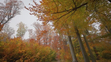 Un-Paseo-Por-El-Parque-De-Otoño