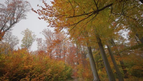 un paseo por el parque de otoño