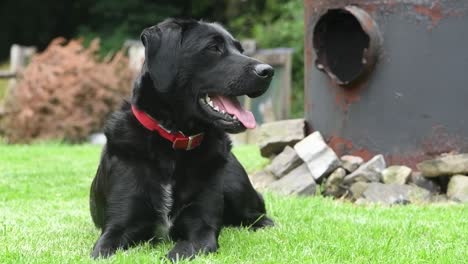gran bostezo de este labrado, mezcla de collie, relajándose en el césped