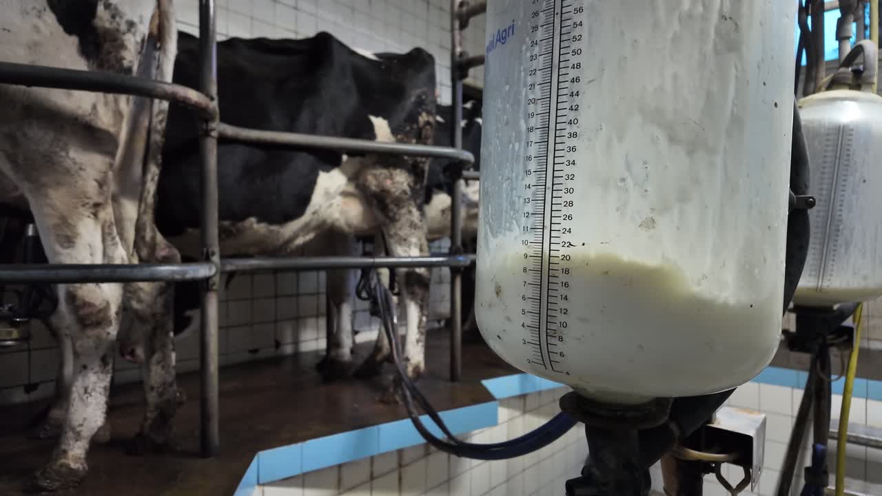 Rallentatore di contenitori di vetro che si riempiono di latte durante la mungitura delle mucche all'interno di un caseificio funzionante
