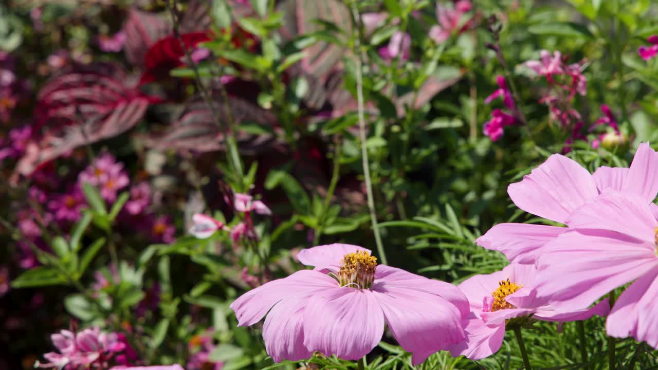 Fiori di cosmos rosa si muovono delicatamente sotto la luce intensa del sole, circondati da un fogliame verde brillante e magenta.