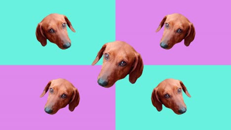 Dachshund-heads-flipping-and-spinning-in-a-disco-party-of-teal-and-purple