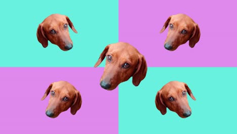 dachshund heads flipping and spinning in a disco party of teal and purple