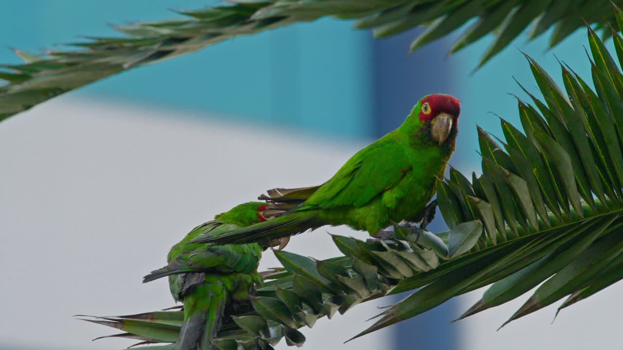 Two green parrots perched on palm tree branches, vibrant tropical scene