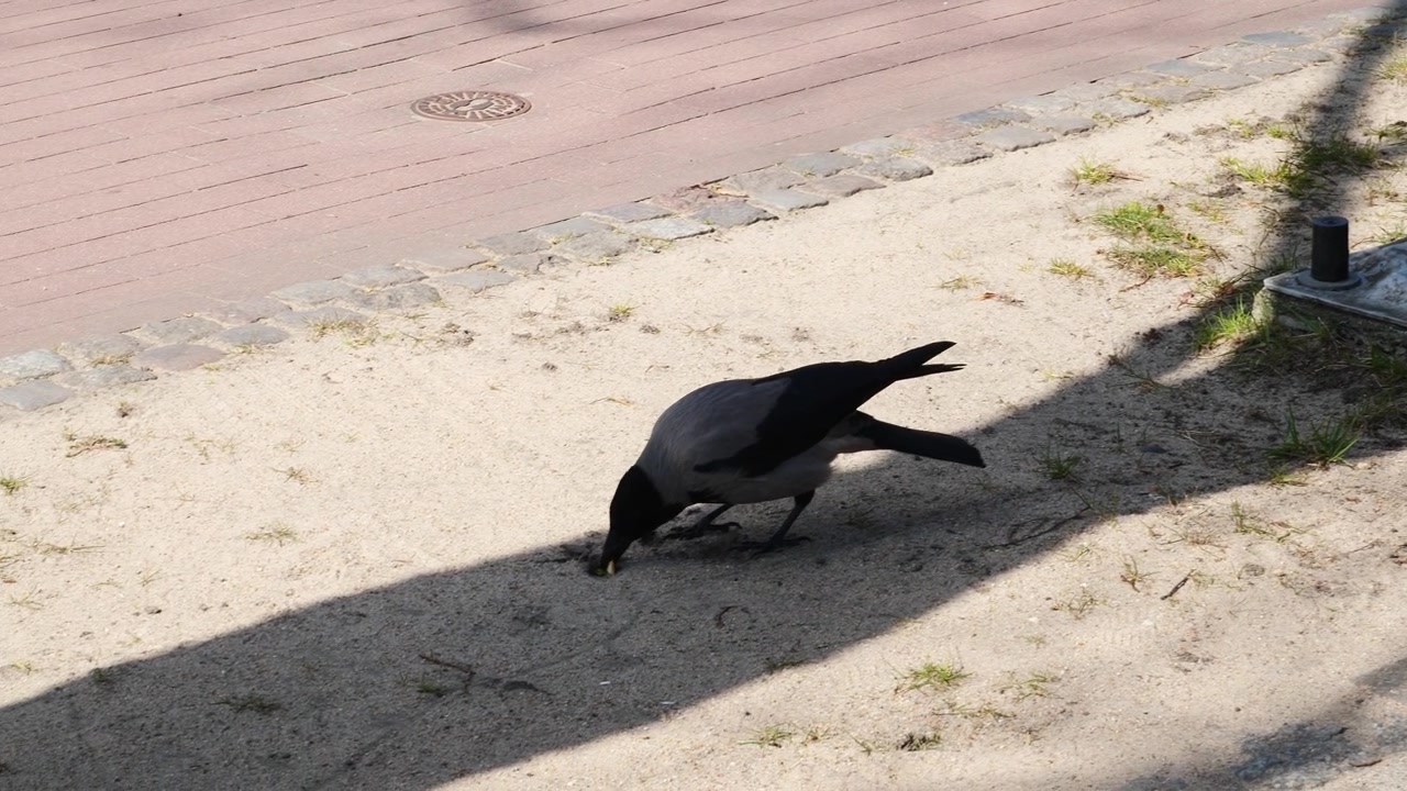 Un corvo che cerca di nascondere del cibo al rallentatore. Sopot, Polonia.