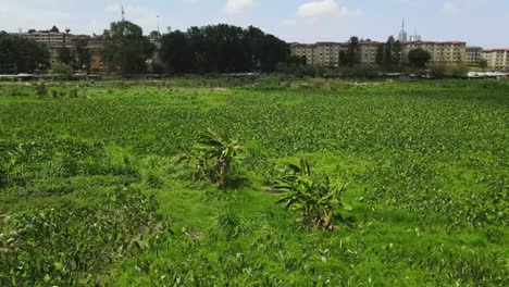 banana farm in the water dam, banana farmer in the contaminated water of nairobi dam, settlement of people farming in the dam of nairobi dam kenya