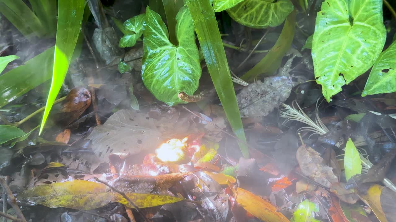 Low fire emits smoke among wet leaves and plants, natural daylight, static close-up shot