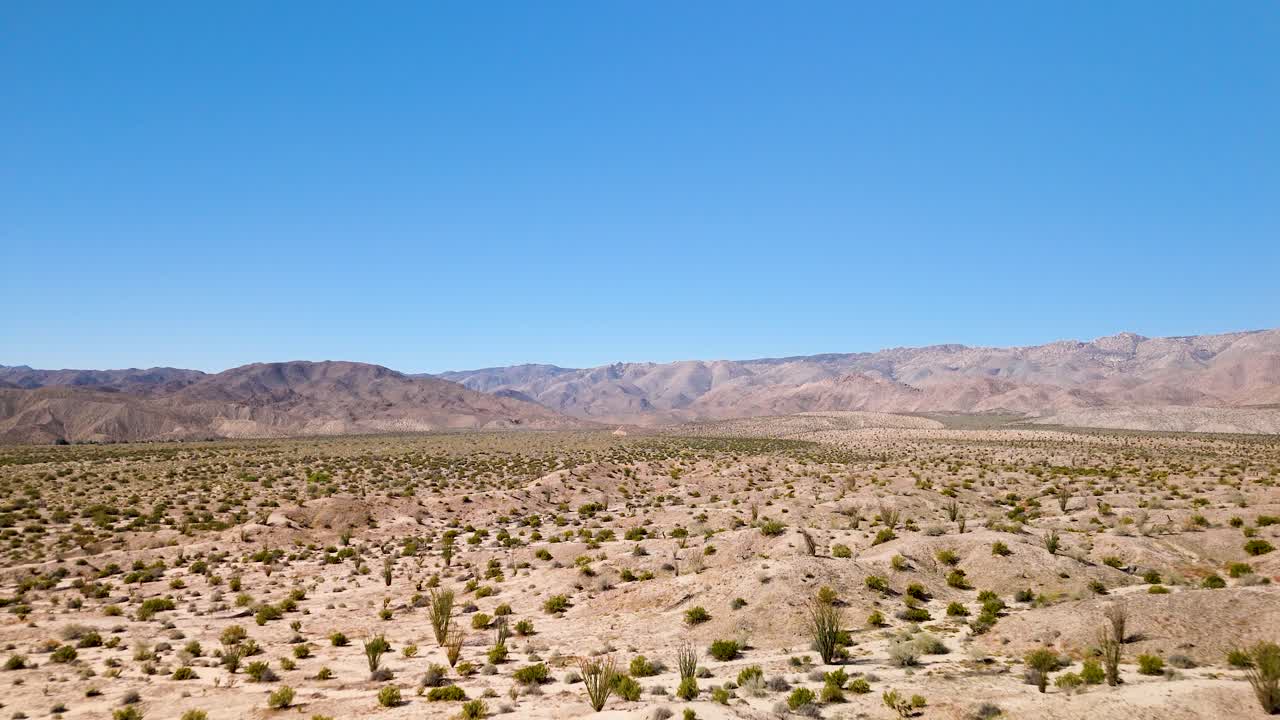 paisaje semiárido del desierto con plantas de ocotillo en california, estados unidos