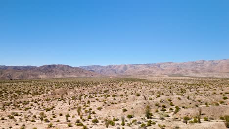 semi-arid desert landscape with ocotillo plants in california, usa