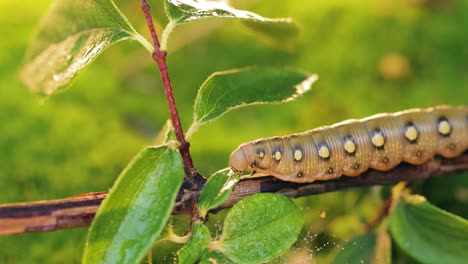 Caterpillar-Bedstraw-Hawk-Moth-crawls-on-a-branch-during-the-rain.-Caterpillar-(Hyles-gallii)-the-bedstraw-hawk-moth-or-galium-sphinx,-is-a-moth-of-the-family-Sphingidae.