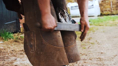 a farrier using a wasp to file down a young horses hoof ready for a fresh set of shoes