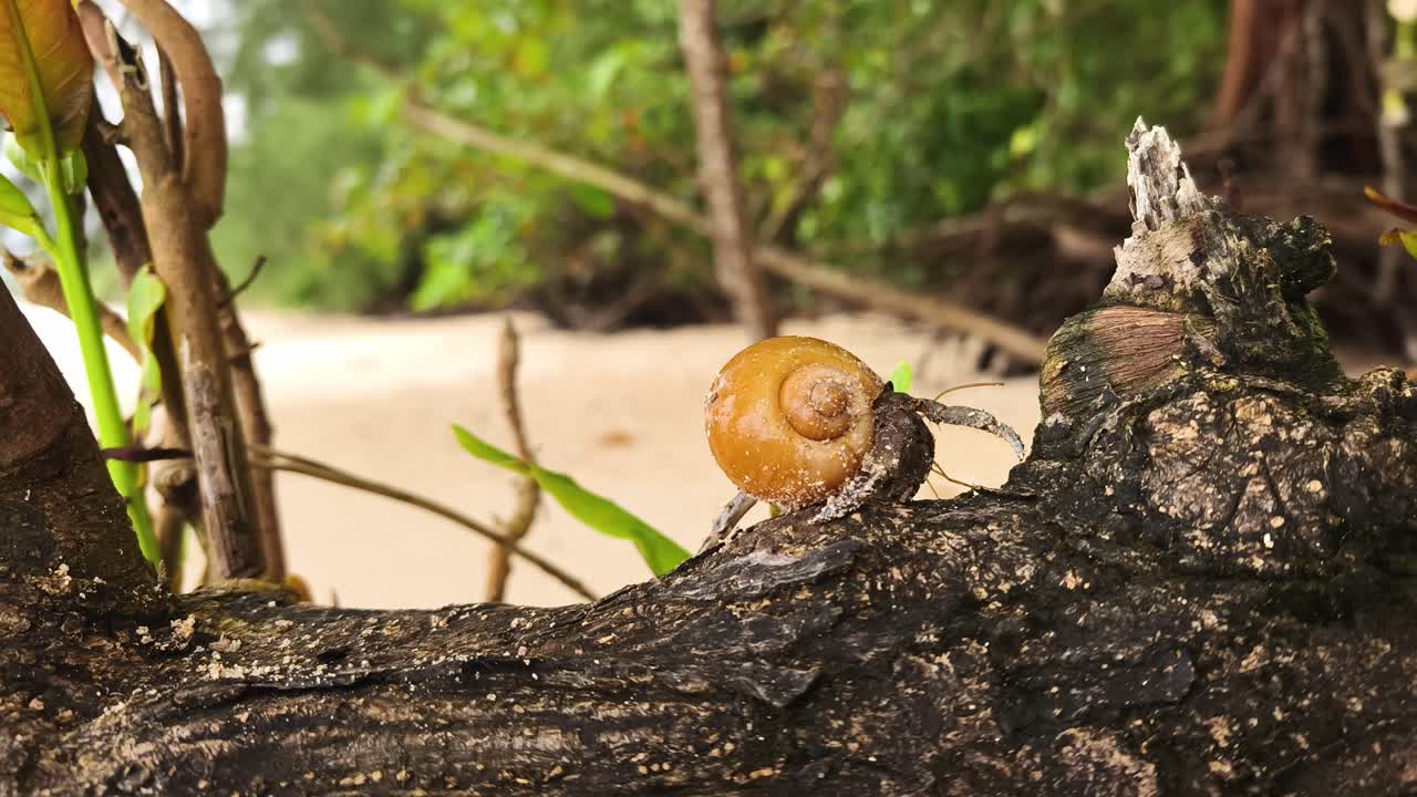 해변에서 소라 게