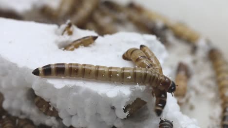 Giant-Mealworms,-or-Morios,-feeding-on-polystyrene