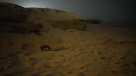 Dunstige-Nacht-Am-Meer-Strand-Sand-Karettschildkröte-Vergräbt-Eier-Sommer-Persischer-Golf-Dunkelheit-Tierinstinkt-Mondlicht-Nisten-Schutz-Überlebenszyklus